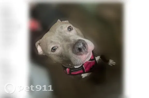 Lost dog, female, Spring Trce, 3639, Decatur, Stone Mountain — blue-gray coat with white paws - photo