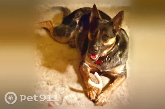 Lost dog, Eagle Ranch Road, Colorado, Pueblo — female Heeler/Malinois with collar and leash - photo