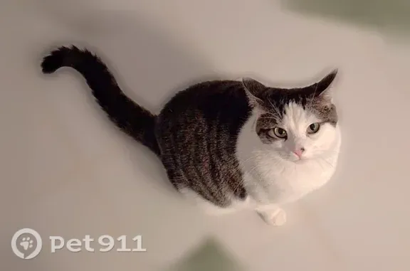 Lost cat, male, Cardinal Avenue, Level Park-Oak Park, Ypsilanti — green eyes and long striped tail - photo