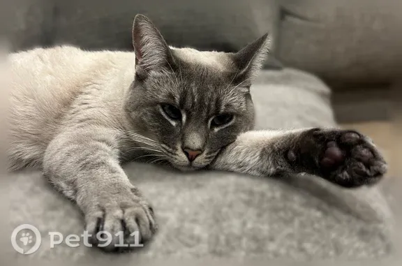 Remi is a grey cat with light eyes she got out of our house Wednesday night she is super friendly please let me know if anyone sees her!
