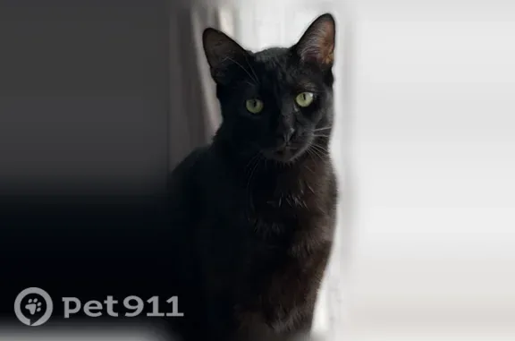 Lost cat, Encore Village, Schaumburg — skinny, very shy male - photo