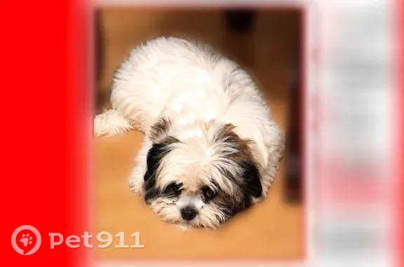 Lost Dog, Southwest 37th Terrace, 3001, West Park — female Bichon/Shih Tzu mix with brown patch - photo