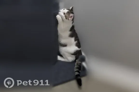Lost male cat, 37th Street, 1514, Cleveland — mostly white with striped spots - photo