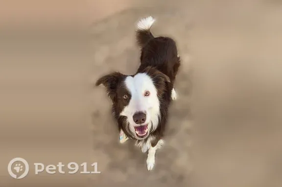 Lost dog, Mirabel Street, 619, Farmington — male with white socks and a white chest spot - photo