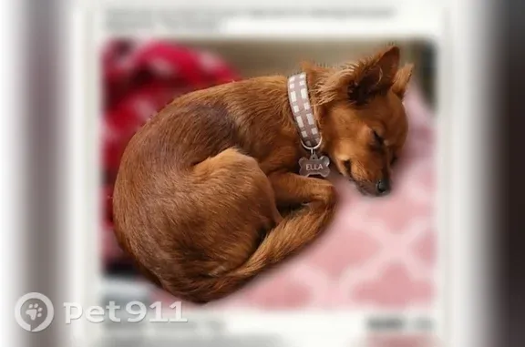 Lost Dog, West Main Street, 815, Centralia, Seattle — female with crimped ears - photo