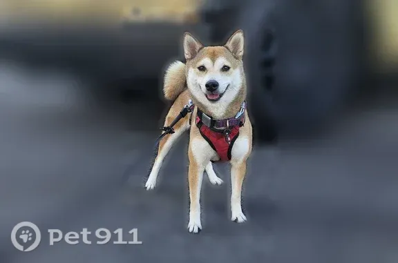 Lost dog, Gowdy Avenue, 23899, Lake Forest, Lake Forest — female red Shiba Inu - photo