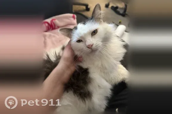Lost cat, male, Stilley Road, 4563, Whitehall, Pittsburgh — fluffy white coat with a smiley-face pattern - photo
