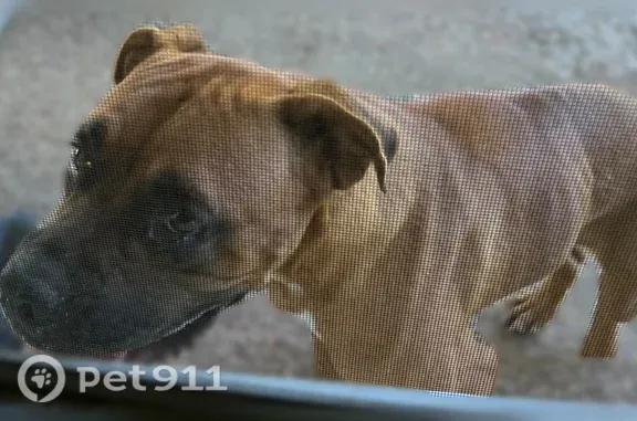 Found dog St. Louis, photo: Found female dog, Syon Drive, 2345, Memphis, St. Louis