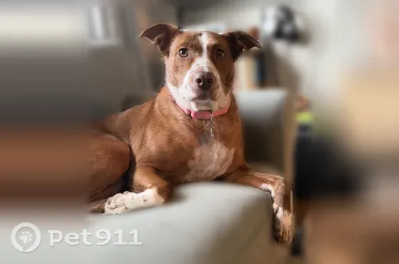 Lost dog, Milwaukee Avenue, 67, Bethel, Cambridge — female mixed breed with white face and brown freckles - photo
