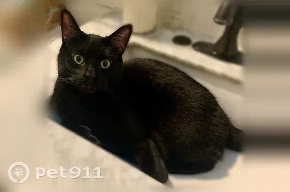 Lost cat, male, Lake Ronkonkoma, New York, Lake Ronkonkoma — black cat with extra front toes - photo