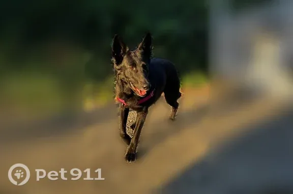 Lost dog, Green Hills Avenue Northeast, 5326, Tacoma — female black GSD with a pink harness - photo