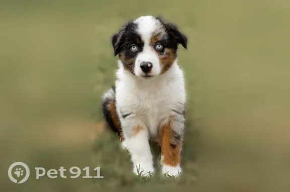 Lost dog, Indian Creek Road, 2131, Brownwood — 3-month-old blue merle male puppy - photo