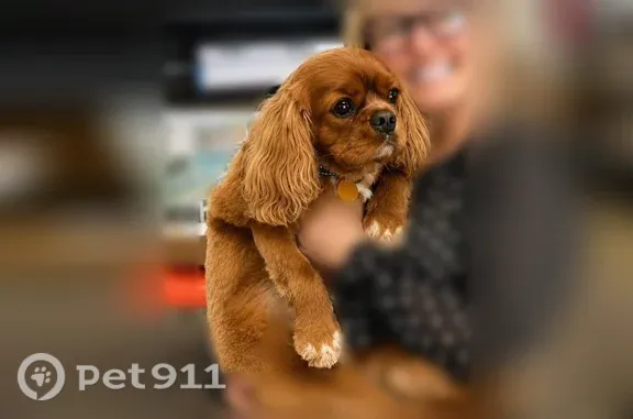 Lost male dog, Hudson Road, 237, Bolton — 5-year-old brown dog - photo