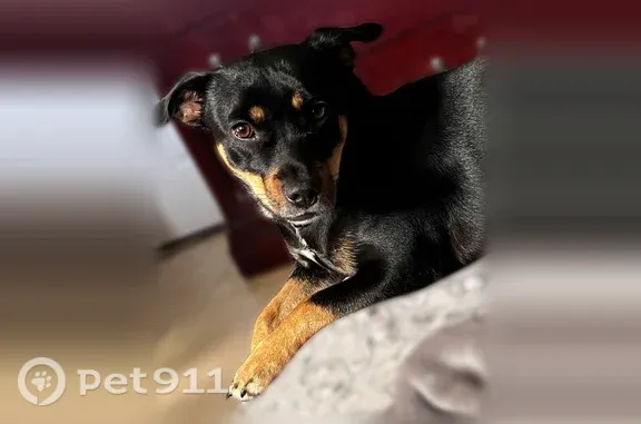 Missing dog Chandler, photo: Lost female dog, West Whitten Street, 240, Chandler — black fur and brown eyebrows