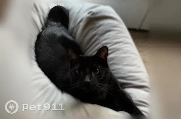 Lost cat, male, Broadway Village Drive, Columbia — very friendly - photo