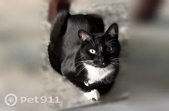 Missing cat Wichita Falls, photo: Lost cat, State Highway 79, 1165, Wichita Falls — black and white male with gold eyes
