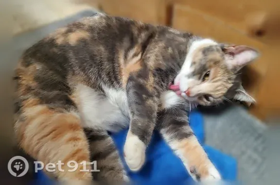 Lost cat, Lake Breeze Drive, 7, Danbury — indoor calico, friendly but dislikes being picked up - photo