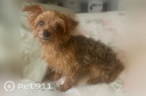 Found dog Pharr, photo: Found dog Female, Pharr (usf546890)