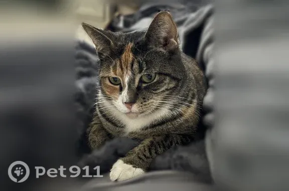 Missing cat Female, Spokane (usl546891) - photo