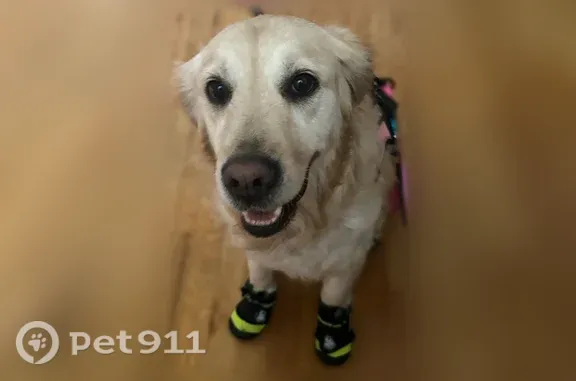 Lost dog, South Dobson Avenue, 7805, Arlington — friendly female with a golden-white coat - photo