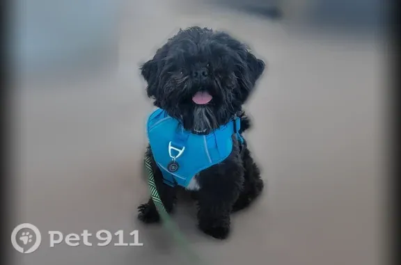 Lost dog, Tonopah, Arizona, Phoenix — male, blind Shih Tzu mix - photo