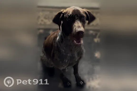 Lost female dog, Grant Mill Road, Georgia, Atlanta - photo