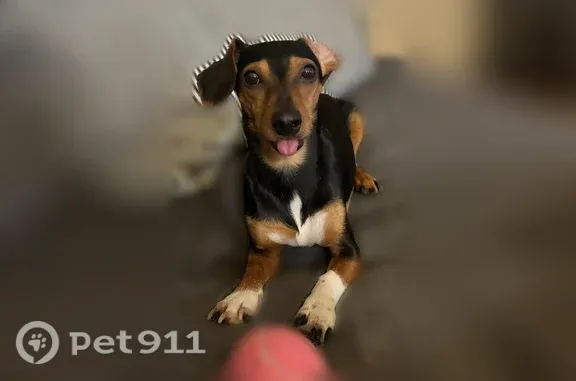 Lost female dog, Interstate 30, 11174, Benton, Benton — white socks on front paws - photo