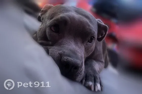 Lost female dog, Sage Road Southwest, 8123, Albuquerque, Albuquerque — grey with white chest marks - photo