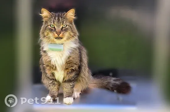 Lost male cat, South 9 Mile Road, 4179, Allegany, Atlanta — blue tracker collar, microchipped - photo