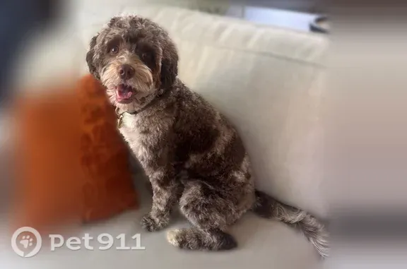 Lost dog, Pilot Mountain Way, 674, Mableton — male, shy and friendly - photo