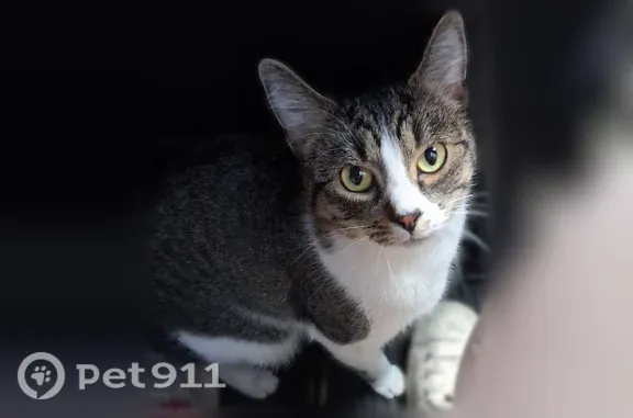 Missing cat Missoula, photo: Lost cat, South Avenue West, 2900, Missoula — female with green eyes