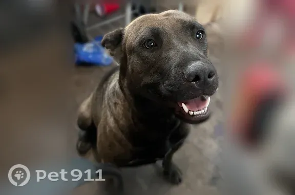 Lost female dog, East Harding Way, 2029, Stockton — recently had puppies - photo