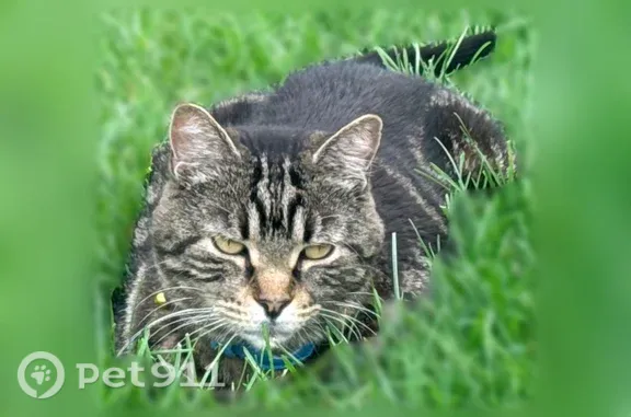 Lost cat, Golf Drive, 3491, Green Bay — male with a white patch on his back leg - photo