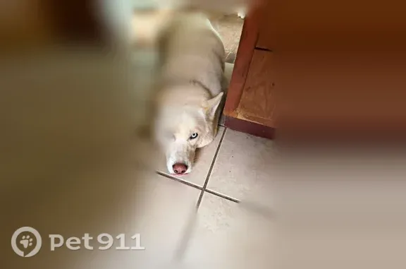 Lost Dog, Donna Road, 2415, Louisville — Pure white husky - photo