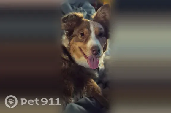 Lost female dog, Chalfont Drive, 941, Sun Prairie — red merle Australian Shepherd - photo
