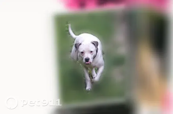 Lost dog, County Road 1439, Mississippi, Mooreville — female white pit with blue ears - photo