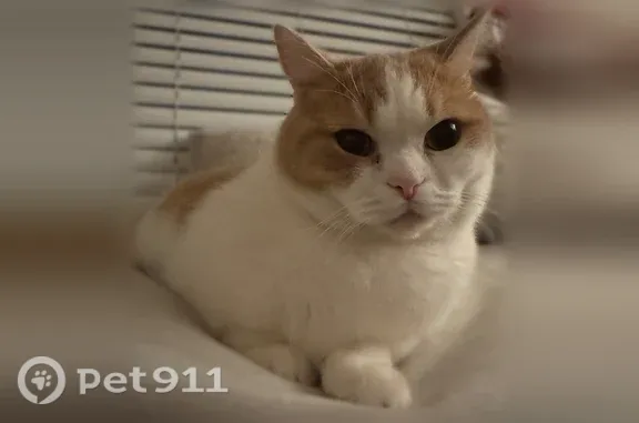 Lost cat, North Roxbury Drive, 512, Manhattan — male Munchkin with white fur and orange markings - photo