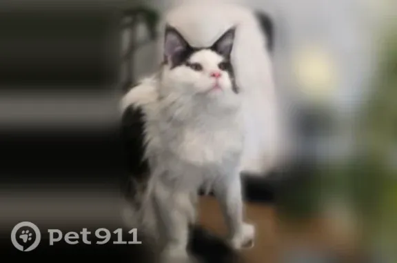 Lost male cat, North Cll Loma Linda, 8801, Tucson — black smoke and white Maine Coon - photo