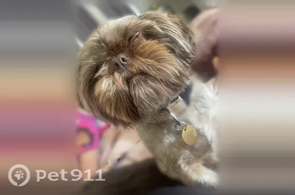 Lost female dog, Pittston Boulevard, 5121, Laurel Run — chocolate coat, short tail - photo