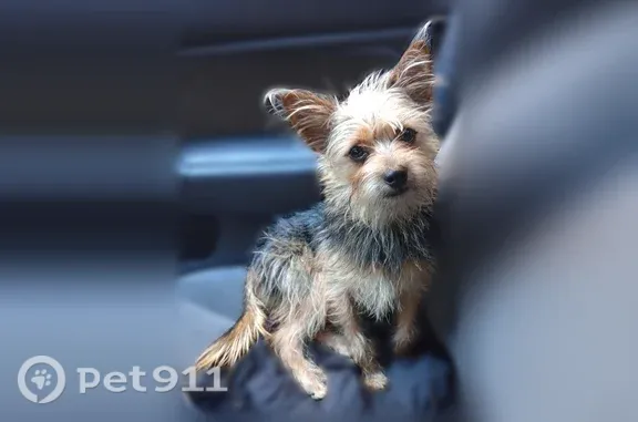 Lost dog, Sand Island Parkway, 1440, Honolulu — male, black and tan, 8 lb - photo