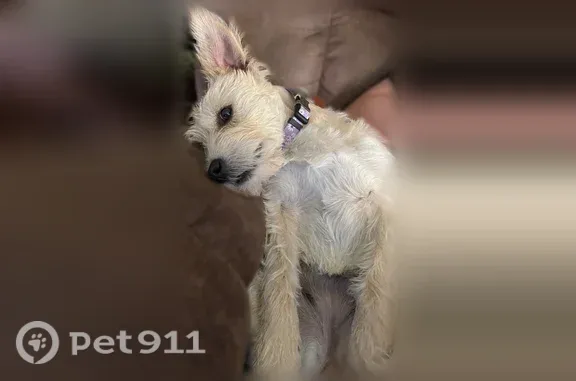 Lost female dog, Westbrook Street, 229, Troy — blonde coat and purple collar - photo