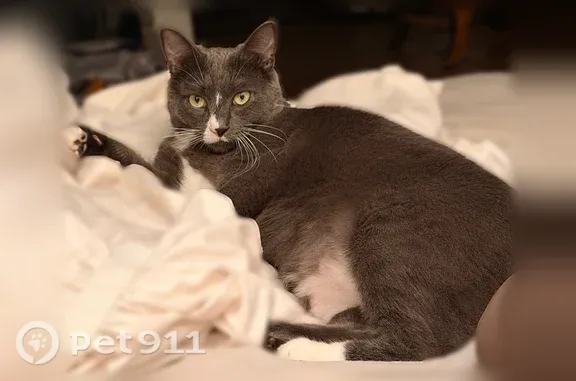 Lost cat, Vía La Circula, Torrance — medium-sized gray male with white paws - photo