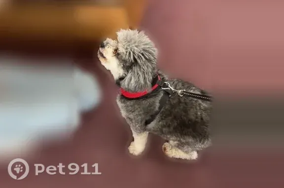 Lost dog, Dovewood Street, Bakersfield, Arlington — male, grey-and-white, small and chunky - photo