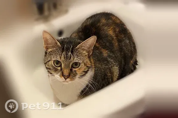 Lost cat, Buck Run Road, 730, Coatesville — white chest and little white socks - photo