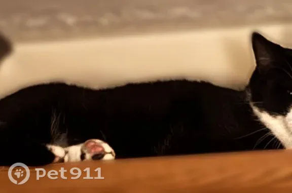Missing cat Lexington, photo: Lost cat, Plum Creek Parkway, 609, Lexington — bad left eye