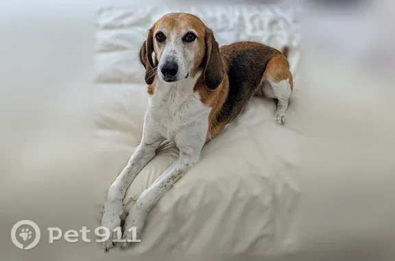 Lost dog, Godfrey Terrace, 175, East Aurora — friendly female Tree Walking Coonhound mix - photo