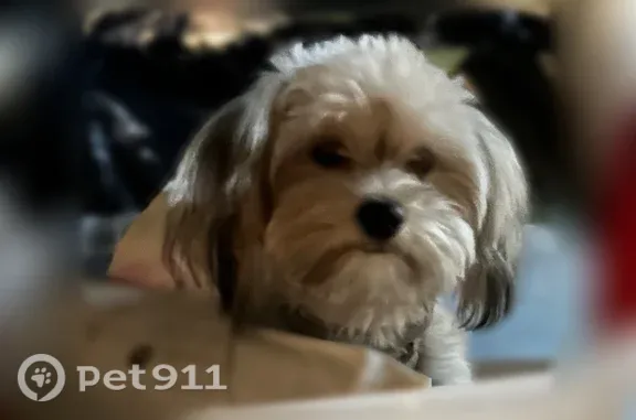 Missing dog Shreveport, photo: Lost male dog, Ardmore Avenue, 172, Shreveport — white Maltese with a flea collar