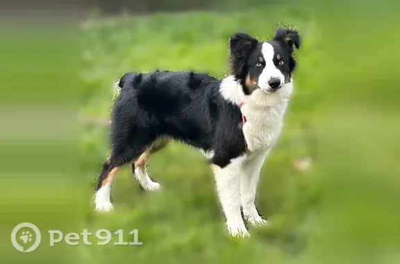 Lost dog, Fenton Street, Columbus — female Australian Shepherd with blue eyes - photo
