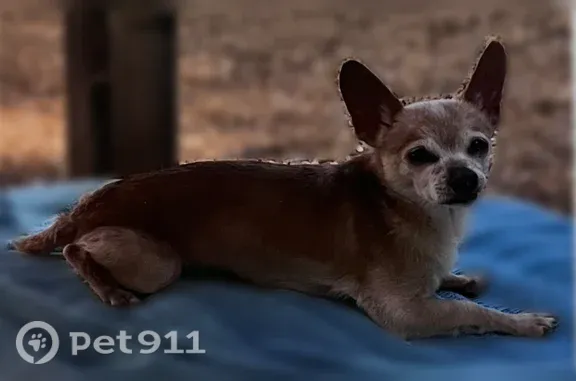 Lost dog, Chestnut Street, 793, Clermont — 17-year-old neutered male with a short tail - photo