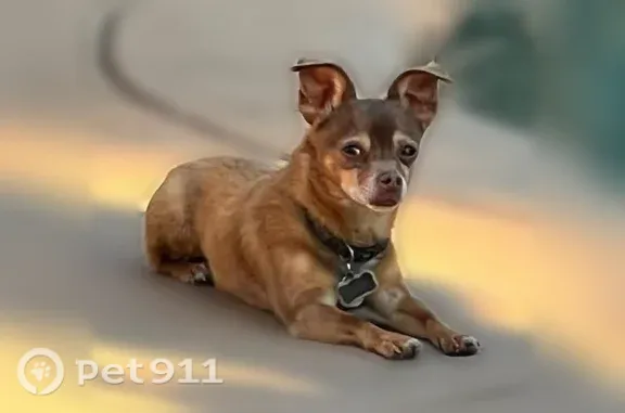 Lost dog, Jackson Street, Red Bluff, Rocklin — brown and tan male with a white chin - photo